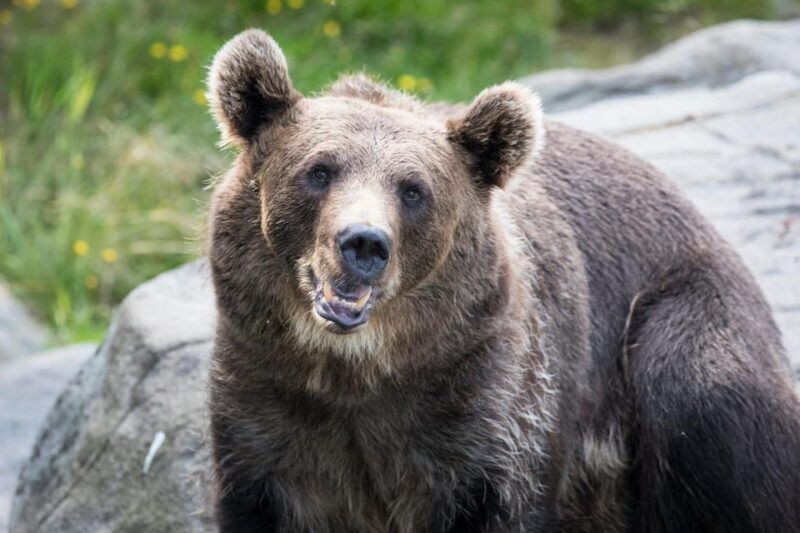rovaniemi-ranua-wildlife-park-private-day-trip