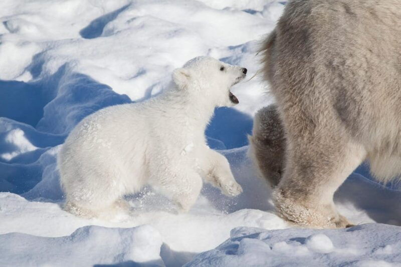 rovaniemi-ranua-wildlife-park-private-day-trip