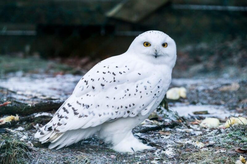 rovaniemi-ranua-wildlife-park-private-day-trip
