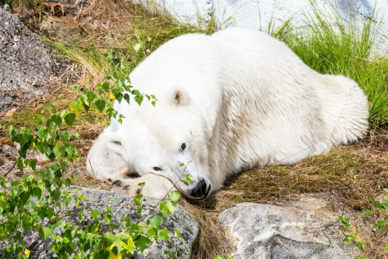 rovaniemi-ranua-wildlife-park-private-day-trip