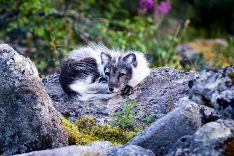 rovaniemi-ranua-wildlife-park-private-day-trip