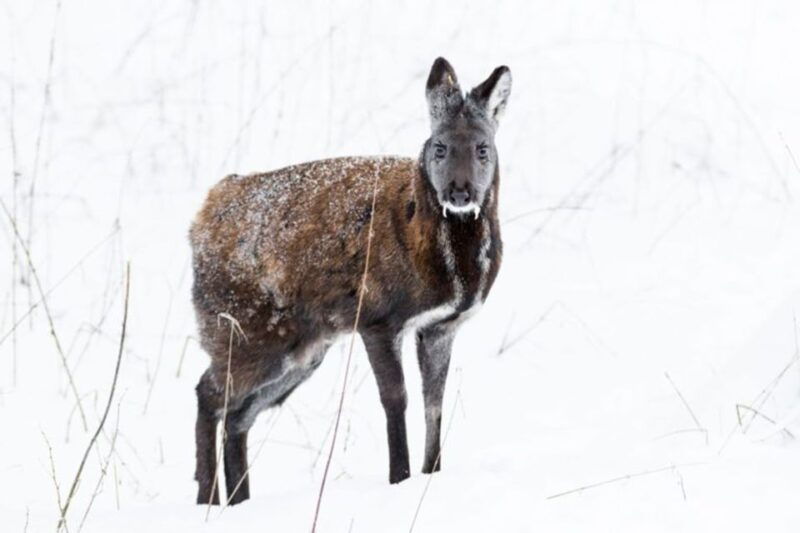 rovaniemi-ranua-zoo-entry-ticket-w-walking-tour-and-lunch