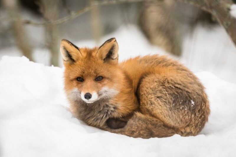 rovaniemi-ranua-zoo-entry-ticket-w-walking-tour-and-lunch