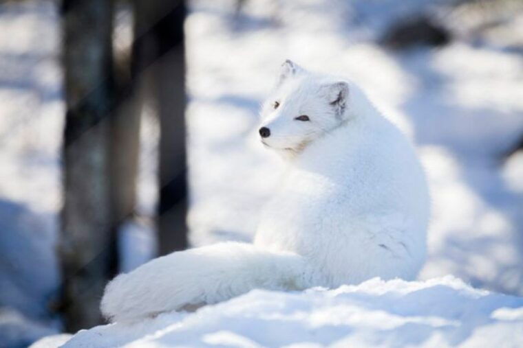 rovaniemi-ranua-zoo-entry-ticket-w-walking-tour-and-lunch