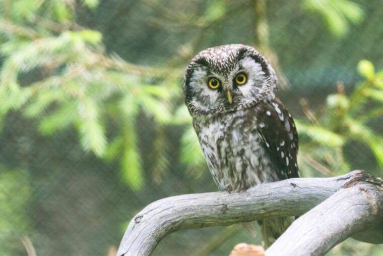 rovaniemi-ranua-zoo-entry-ticket-w-walking-tour-and-lunch