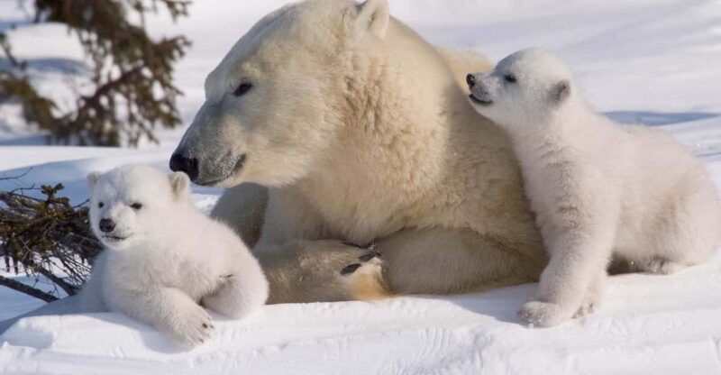 rovaniemi-ranua-zoo-visit-with-lunch