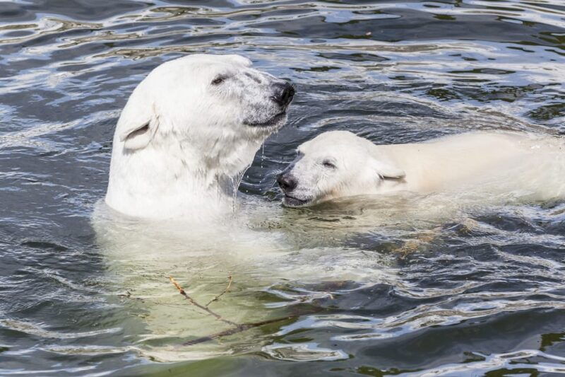 rovaniemi-ranua-zoo-visit-with-lunch