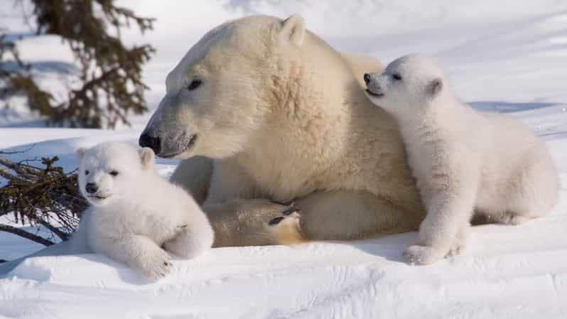 rovaniemi-ranua-zoo-visit-with-lunch