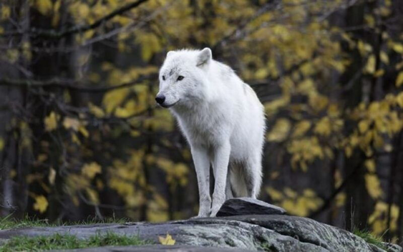 rovaniemi-ranua-zoo-visit-with-lunch