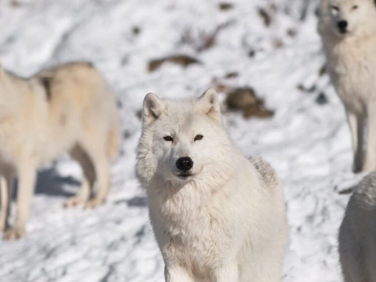 rovaniemi-ranua-zoo-visit-with-lunch