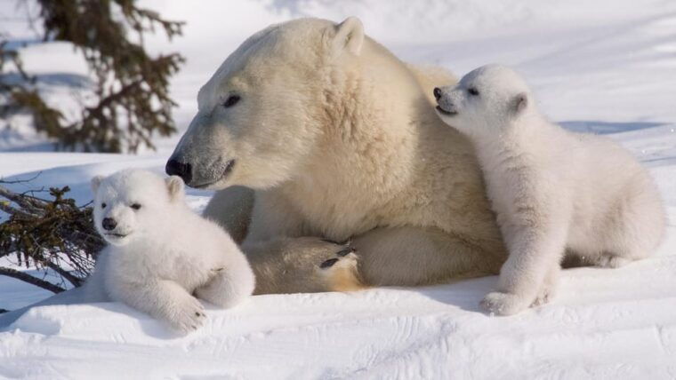 rovaniemi-ranua-zoo-visit-with-lunch