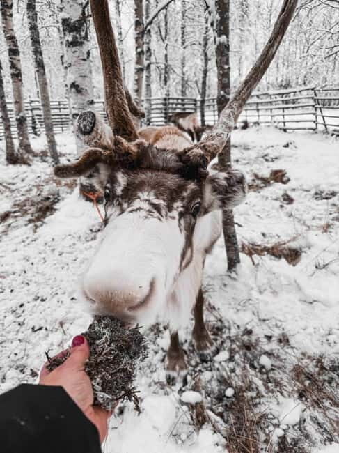 Rovaniemi: Reindeer Experience with Sleigh Ride - Key Points