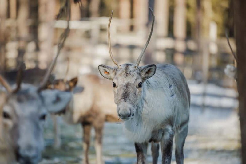 Rovaniemi: Reindeer Experience with Sleigh Ride - An Authentic Taste of Laplands Reindeer Heritage