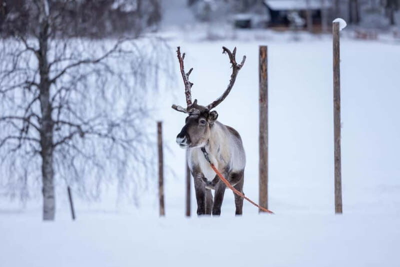 Rovaniemi: Reindeer Experience with Sleigh Ride - The Sleigh Ride: Short but Sweet