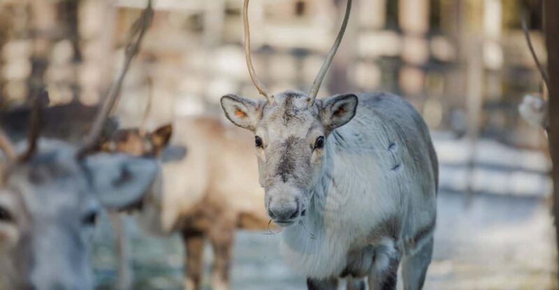 Rovaniemi: Reindeer Experience with Sleigh Ride - Cultural Insights and Additional Touches