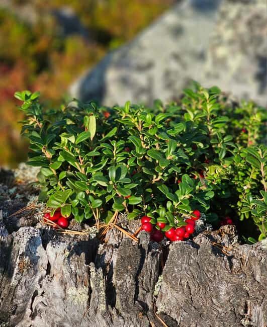 Rovaniemi: Reindeer Farm, Berry Picking, and Fire-Making - An In-Depth Look at the Tour Experience