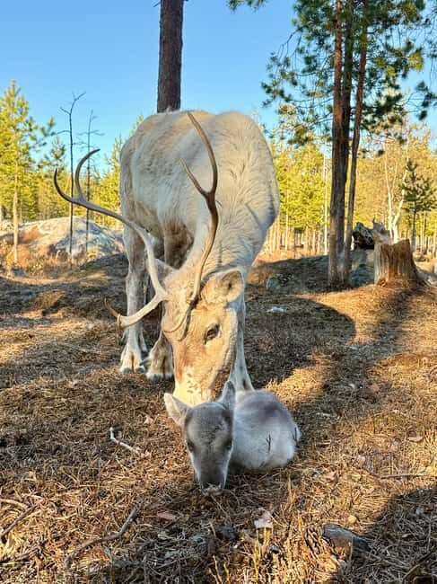 Rovaniemi: Reindeer Farm, Berry Picking, and Fire-Making - Practical Tips & Considerations
