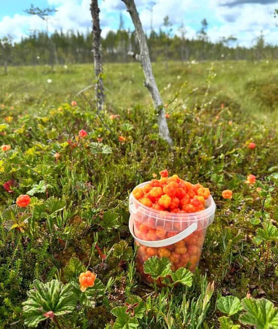 Rovaniemi: Reindeer Farm, Berry Picking, and Fire-Making - Final Thoughts