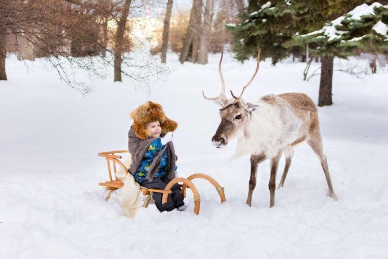 rovaniemi-reindeer-farm-tour-with-sledge-ride-pickup