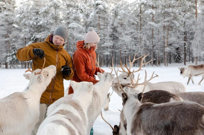 rovaniemi-reindeer-farm-visit-and-sleigh-ride-with-transfer