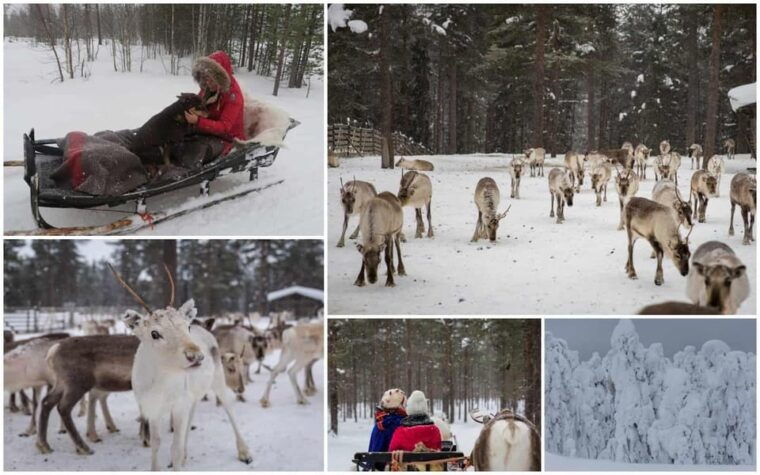 rovaniemi-reindeer-farm-visit-and-sleigh-ride-with-transfer