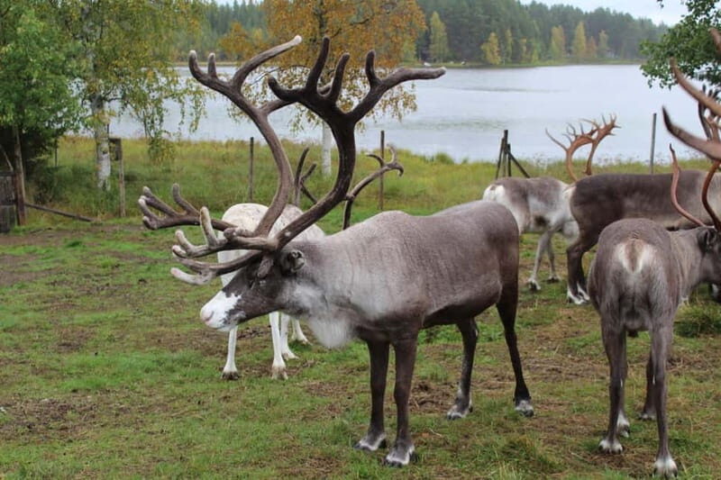 Rovaniemi: Reindeer Farm Visit at Autumn - Who Would Enjoy This Tour?