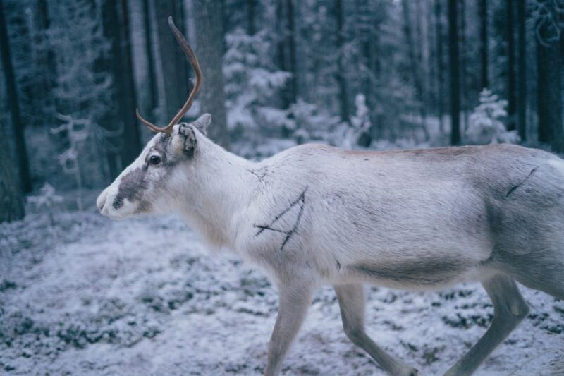rovaniemi-reindeer-farm-visit-with-photographer