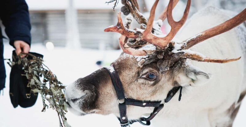 rovaniemi-reindeer-huskies-santa-claus-village