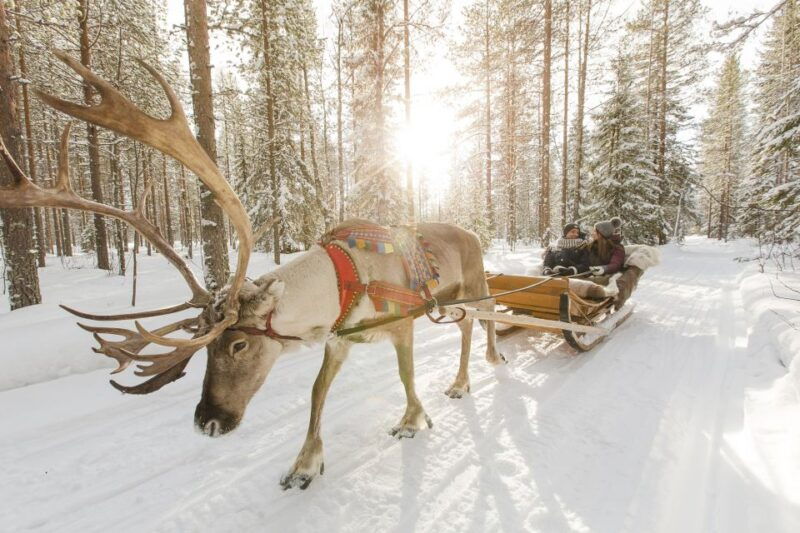 rovaniemi-reindeer-huskies-santas-pets-aurora-hunt