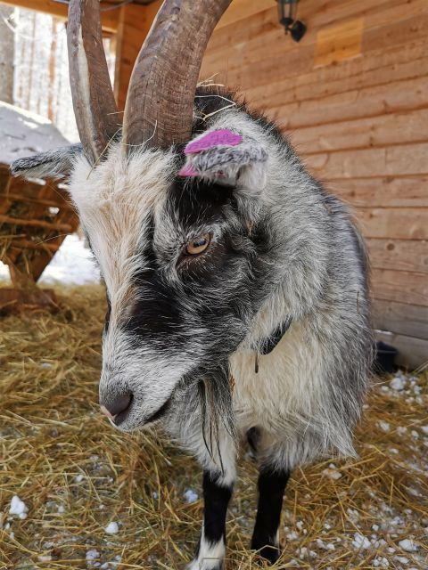 rovaniemi-reindeer-huskies-santas-pets-aurora-hunt