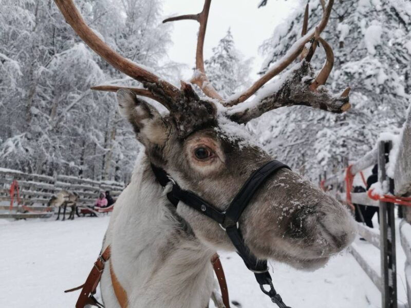 rovaniemi-reindeer-huskies-santas-pets-aurora-hunt