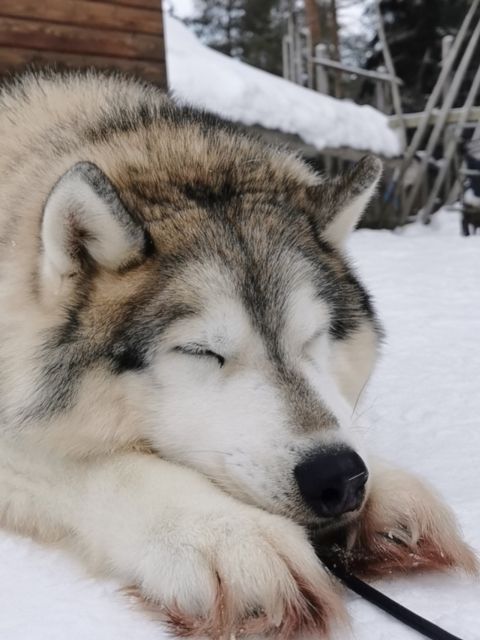 rovaniemi-reindeer-huskies-santas-pets-aurora-hunt