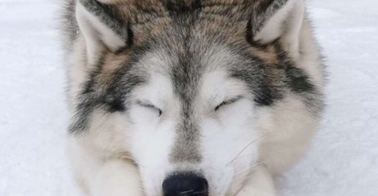 rovaniemi-reindeer-huskies-santas-pets-aurora-hunt