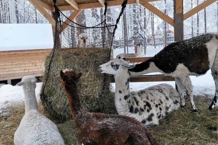 rovaniemi-reindeer-huskies-santas-pets-aurora-hunt