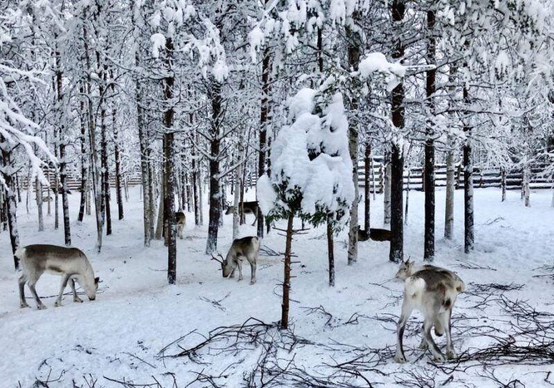 rovaniemi-reindeer-sleigh-ride-with-hot-drink-and-cookies