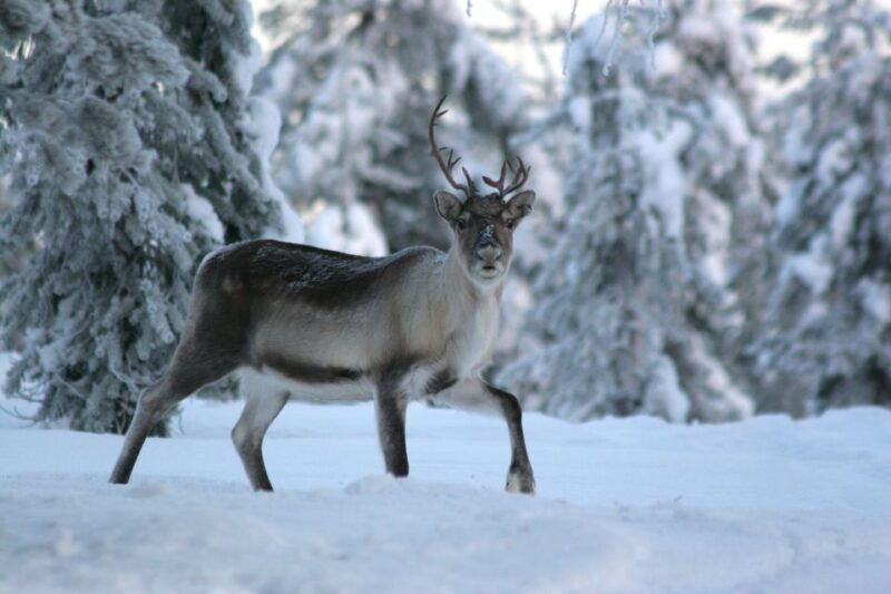 rovaniemi-reindeer-sleigh-ride-with-hot-drink-and-cookies