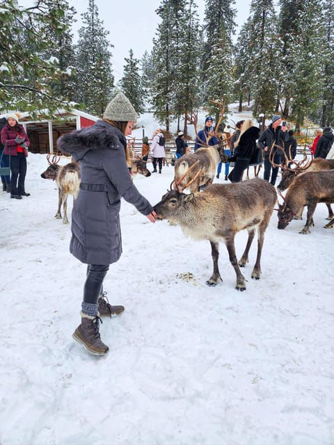 rovaniemi-saami-reindeer-farm-visit-sleigh-ride