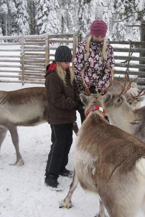 rovaniemi-saami-reindeer-farm-visit-sleigh-ride