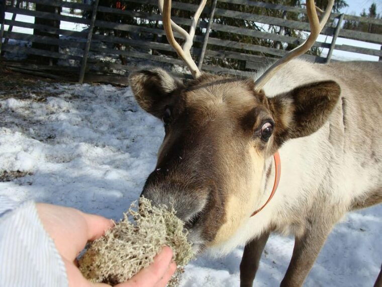 rovaniemi-saami-reindeer-farm-visit-sleigh-ride