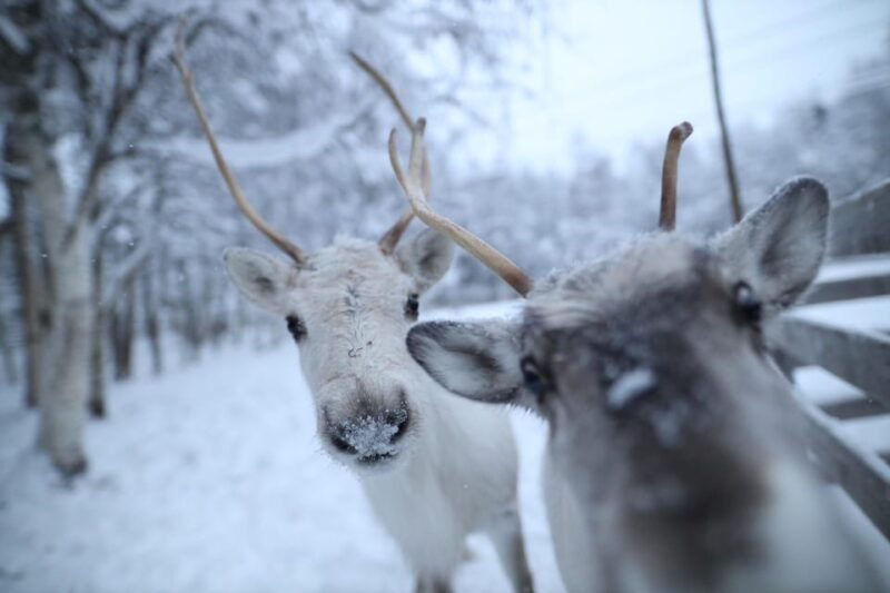 rovaniemi-santa-claus-village-tour-huskies-reindeer-ride