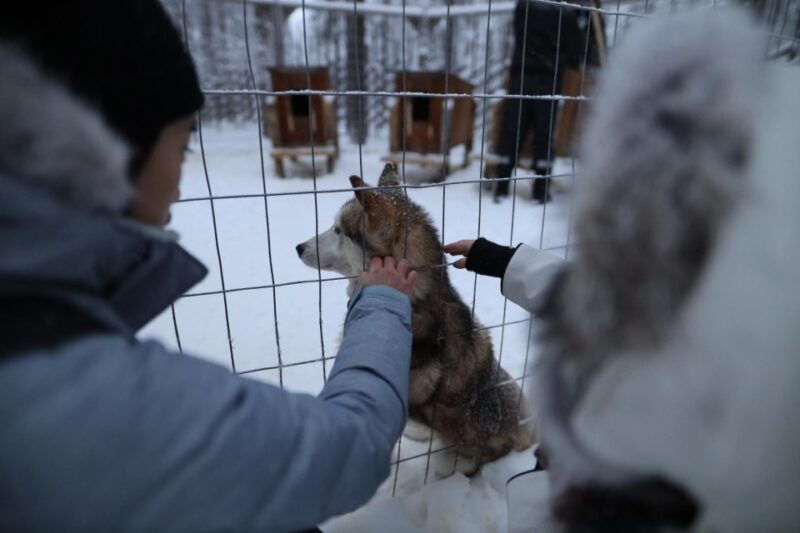 rovaniemi-santa-claus-village-tour-huskies-reindeer-visit