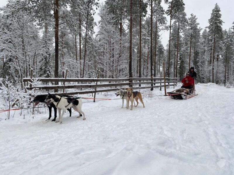 rovaniemi-santa-claus-village-tour-huskies-reindeer-visit