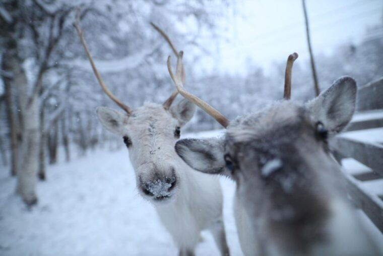rovaniemi-santa-claus-village-tour-huskies-reindeer-visit