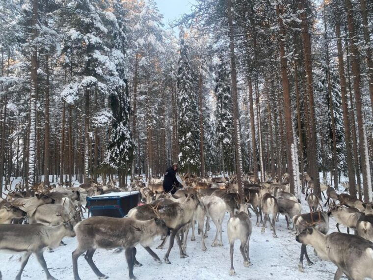 rovaniemi-santa-claus-village-tour-huskies-reindeer-visit