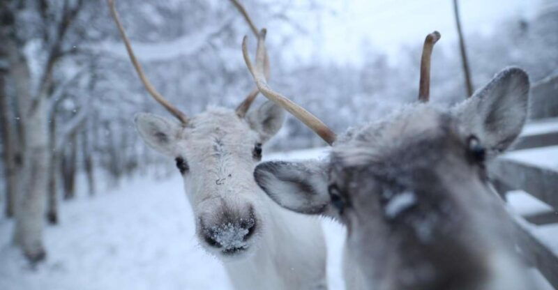 rovaniemi-santa-claus-village-tour-reindeer-husky-ride