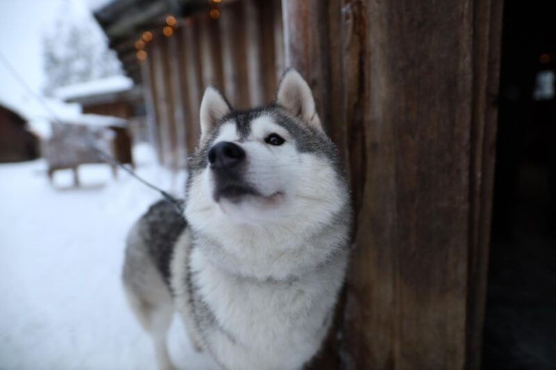 rovaniemi-santa-claus-village-tour-reindeer-husky-ride