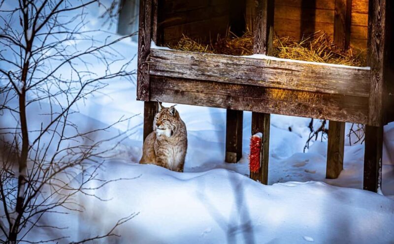 Rovaniemi: Santa Claus Village, Zoo, and Waterfalls Tour - Exploring Lapland’s Magic: The Full Experience  