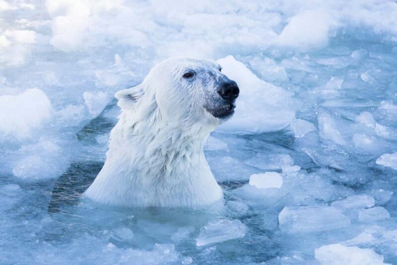 Rovaniemi: Santa Claus Village, Zoo, and Waterfalls Tour - Ranua Zoo: Arctic Animals in Their Element  