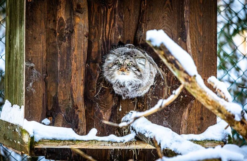 Rovaniemi: Santa Claus Village, Zoo, and Waterfalls Tour - Additional Considerations  
