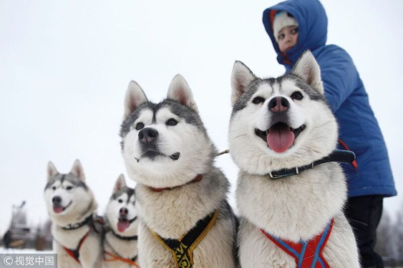 rovaniemi-self-drive-husky-sleigh-ride-adventure